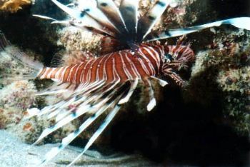 Lionfish - was taken in Exmouth, Western Australia, it wa... by Natasha Tate 